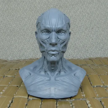 1: 3 Художественная модель опорно-двигательного аппарата человека, голова, резной бюст из натюрморта, художественная эталонная модель черепа